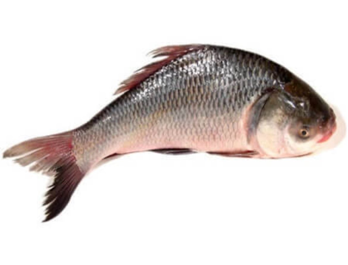 Baush Fish