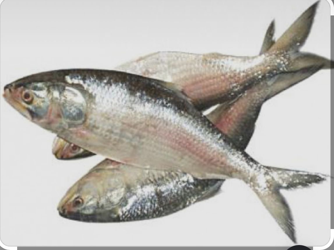 Hilsa Fish