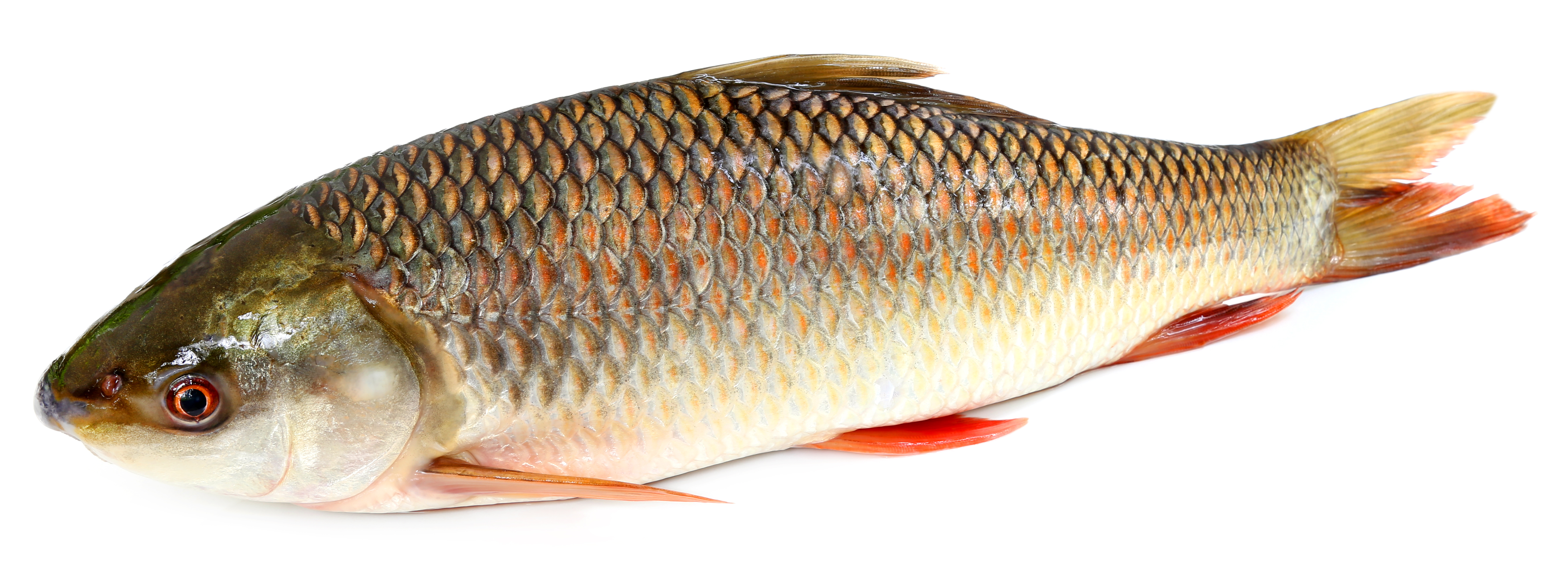 Ruhi Fish